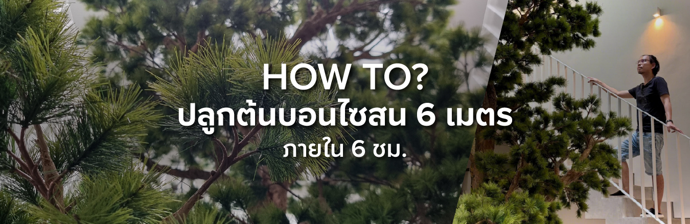 How to? ปลูกต้นบอนไซสน 6 เมตร ภายใน 6 ชม.!!!